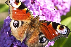 Schmetterlinge