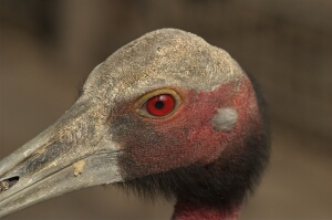 Saruskranich