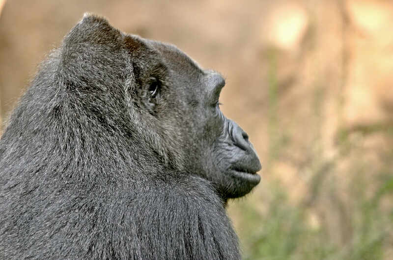 Gorilla