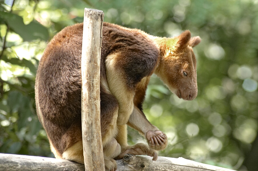 Zoo Krefeld