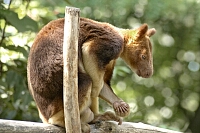 Zoo Krefeld