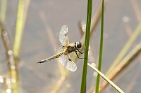 Libelle